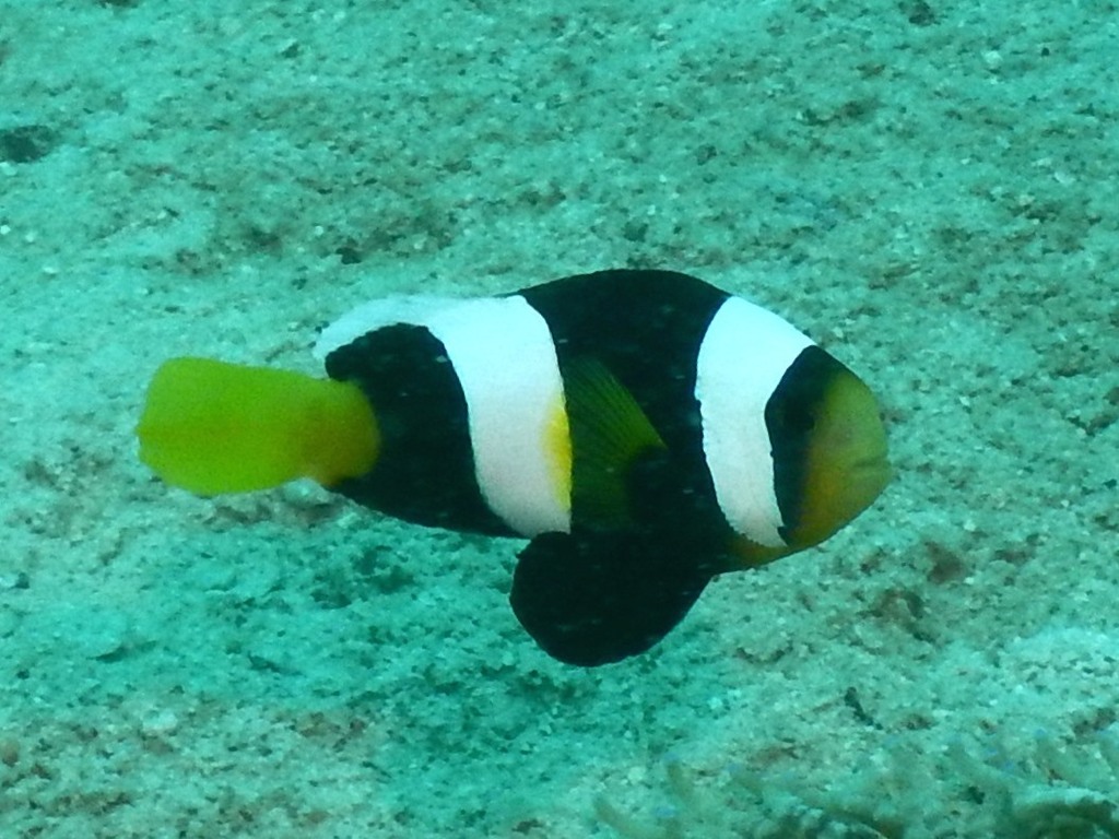 Sebae Clownfish (Amphiprion sebae) · Aquariumpro
